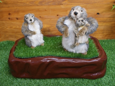Marmottes sur un décor nature MAR4