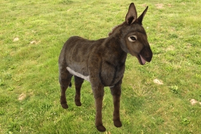 Ane 145 cm