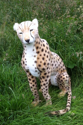 Guepard assis automate