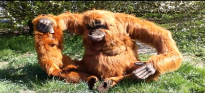 Orang outan automate