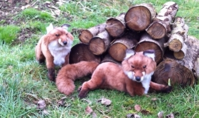 renard automate