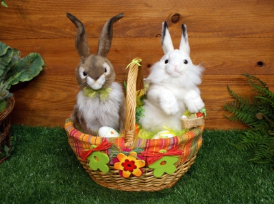 2 lapins dans un panier automate PA9