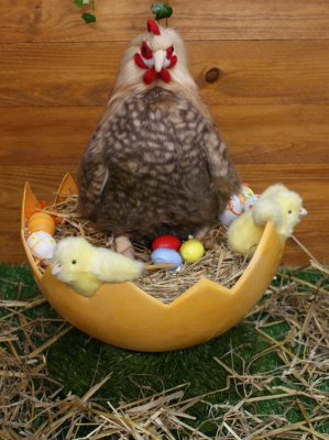 PA6 Poule automate sur un nid