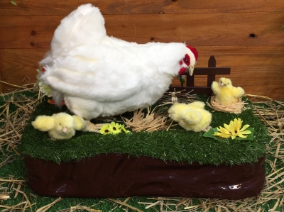 Poule automate qui picore sur un décor PA5